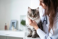 Vet listening fluffy cat using stethoscope veterinarian mammal animal. 