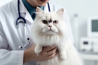 Vet listening fluffy cat using stethoscope veterinarian mammal animal. 