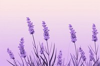 Lavender backgrounds blossom flower. 