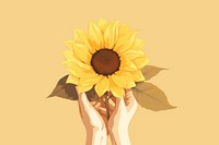 Sunflower sunflower plant hand. 