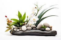 Fengshui arrangement flower plant white. AI generated Image by rawpixel.