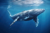 Whale wildlife swimming animal. AI generated Image by rawpixel.