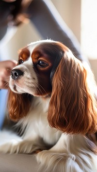 Dog grooming spaniel animal mammal. AI generated Image by rawpixel.