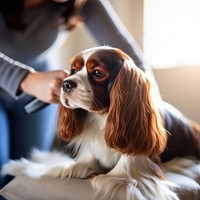 Dog grooming spaniel animal mammal. 