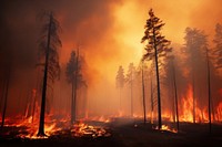 Forest fires bonfire destruction landscape. 