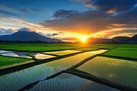 Rice field outdoors nature sunset. 