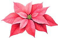 Poinsettia christmas flower petal. AI generated Image by rawpixel.