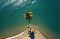 Ocean palm tree outdoors nature beach. 