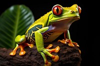 Orange-eyed tree frog amphibian wildlife reptile. 