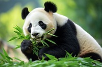 Panda eating bamboo wildlife animal mammal. 