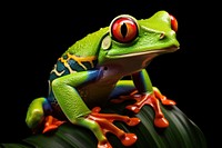 Red-eyed tree frog amphibian wildlife reptile. 