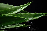 Fresh aloe vera leaves plant leaf monochrome. 