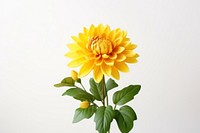 Sunflower dahlia plant inflorescence. 