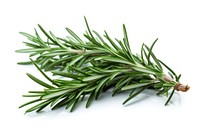 Rosemary plant herbs fir. AI generated Image by rawpixel.