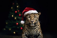 Christmas leopard wildlife mammal. 