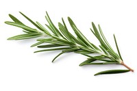 Rosemary leaf plant herbs freshness. 