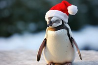 Penguin wearing christmas hat animal bird beak. AI generated Image by rawpixel.