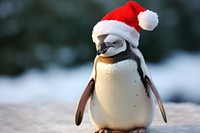 Penguin wearing christmas hat animal bird beak. 