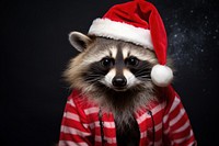 Raccoon wearing santa claus sweater mammal animal procyonidae. 