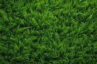 Grass backgrounds texture plant. 