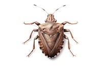 Brown marmorated stink bug animal insect white background. 