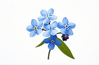 Flower forget-me-not blossom petal. AI generated Image by rawpixel.
