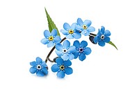 Flower forget-me-not blossom nature. AI generated Image by rawpixel.