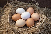 Chicken eggs food nest beginnings. 