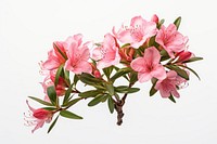 Rhododendron ferrugineum rhododendron blossom flower. 