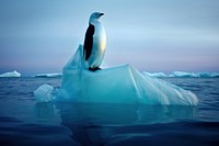 Penguin ice outdoors iceberg. 