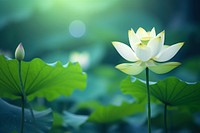 Lotus flower nature green outdoors. AI generated Image by rawpixel.
