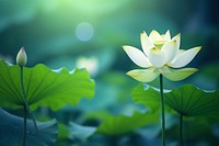 Lotus flower nature green outdoors. 