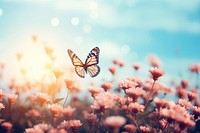 Flower field butterfly outdoors nature. 