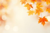 Autumn maple leaves border backgrounds plant leaf. 