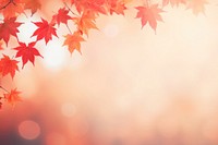 Autumn maple leaves border backgrounds plant leaf. 