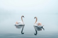 Lake swan outdoors animal. AI generated Image by rawpixel.