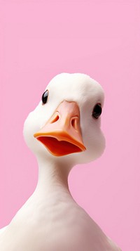 Duck animal bird beak. AI generated Image by rawpixel.mobile wallpaper