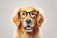 Dog wearing glasses retriever mammal animal. 