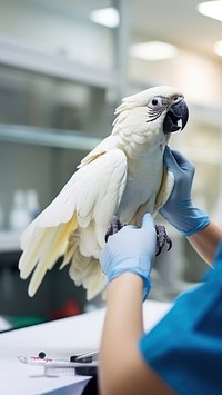 Animal parrot bird veterinarian. 