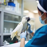 Animal bird veterinarian parrot. 