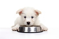 Food bowl puppy mammal animal. 