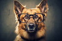 Dog wearing glasses mammal animal pet. 