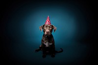 Dog wearing party hat portrait mammal animal. AI generated Image by rawpixel.