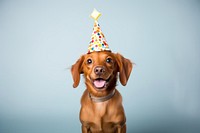 Dog wearing party hat portrait mammal animal. 