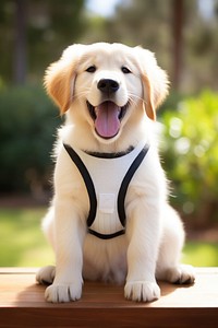 White bib retriever sitting mammal. 