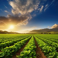 Vibrant green crops agriculture landscape sunlight. AI generated Image by rawpixel.