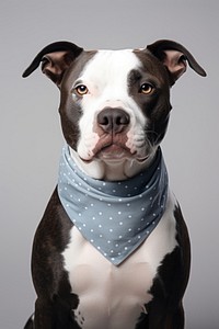 White bandana dog terrier bulldog. 