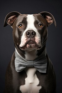 White bandana dog terrier bulldog. 