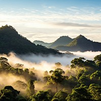 Rainforest landscape tree rainforest outdoors. 