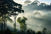 Landscape forest tree fog. 